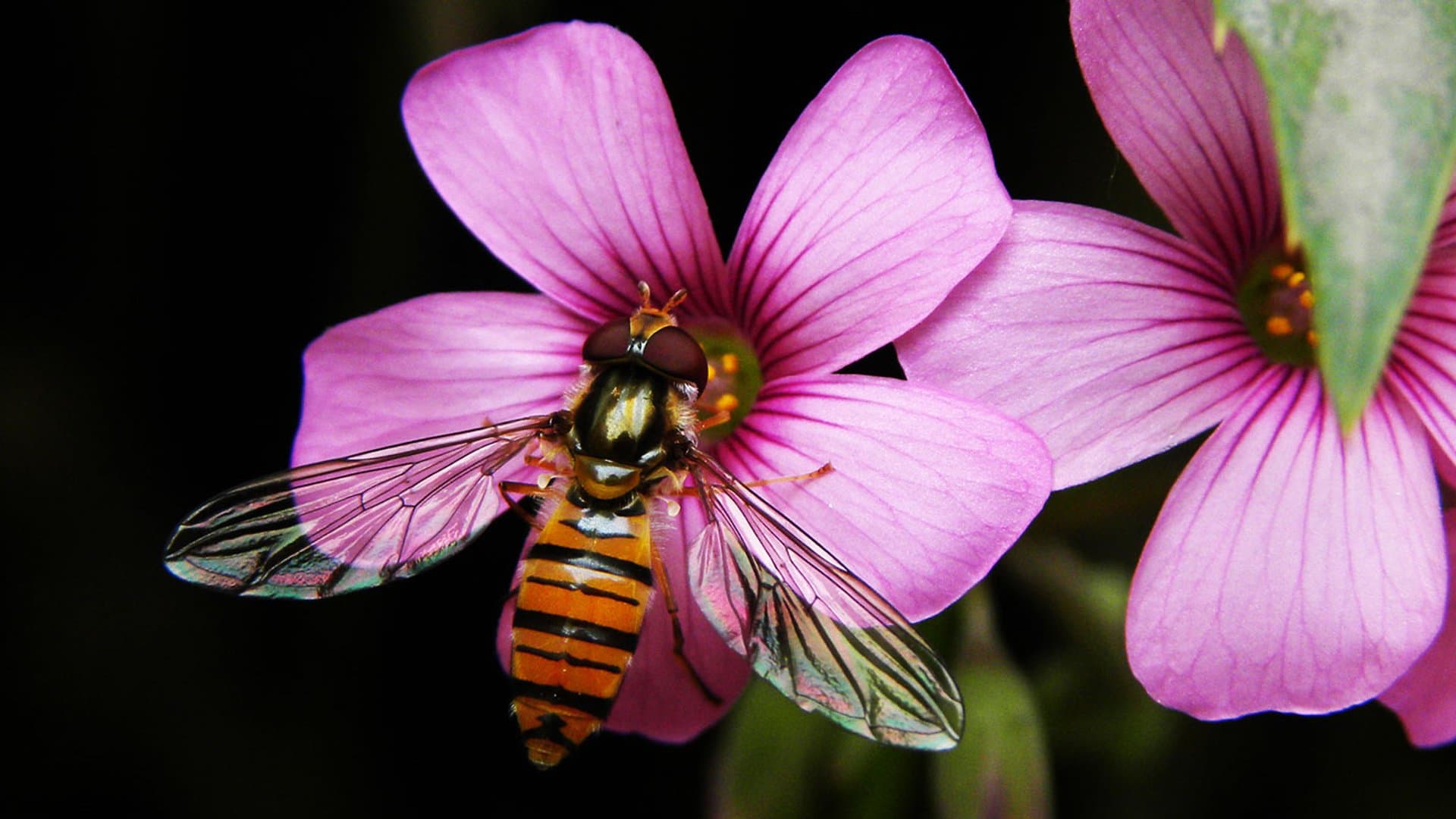 To see a world in a flower
