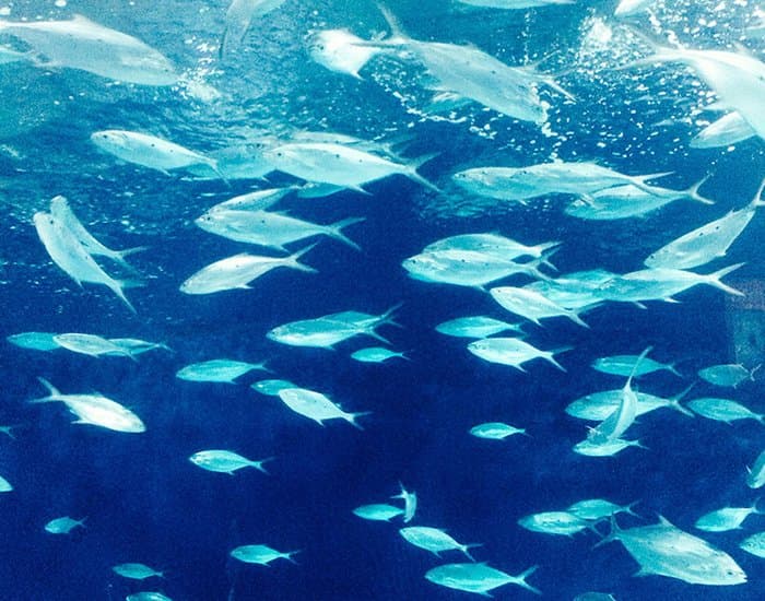 Freedom fishes